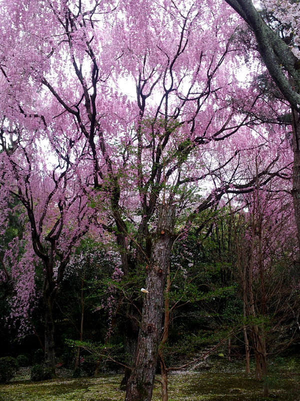 Kyoto park during sakura blossom